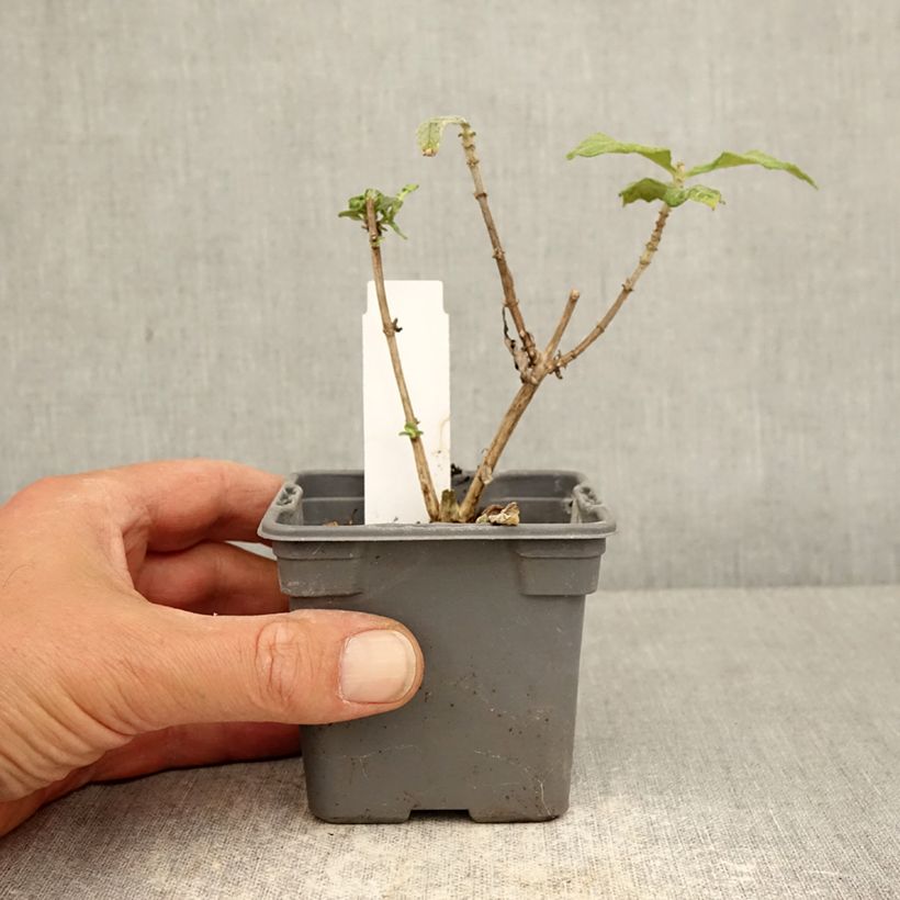 Buddleja davidii Butterfly Candy Little Ruby - Butterfly Bush 8/9 cm pot sample as delivered in spring