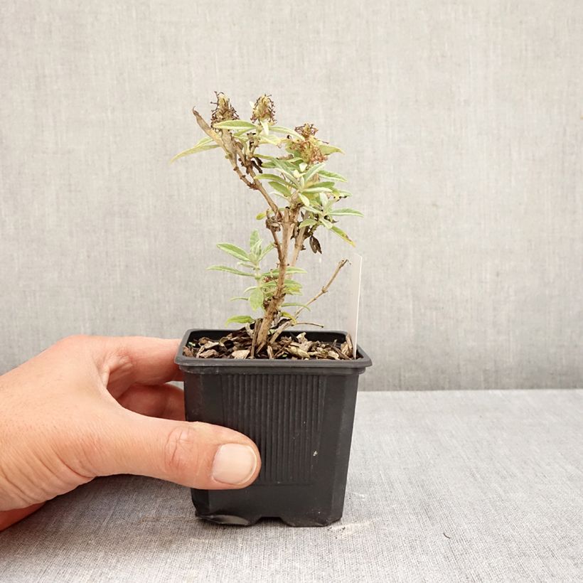 Buddleja davidii Butterfly Candy Little White - Butterfly Bush 8/9 cm pot sample as delivered in autumn