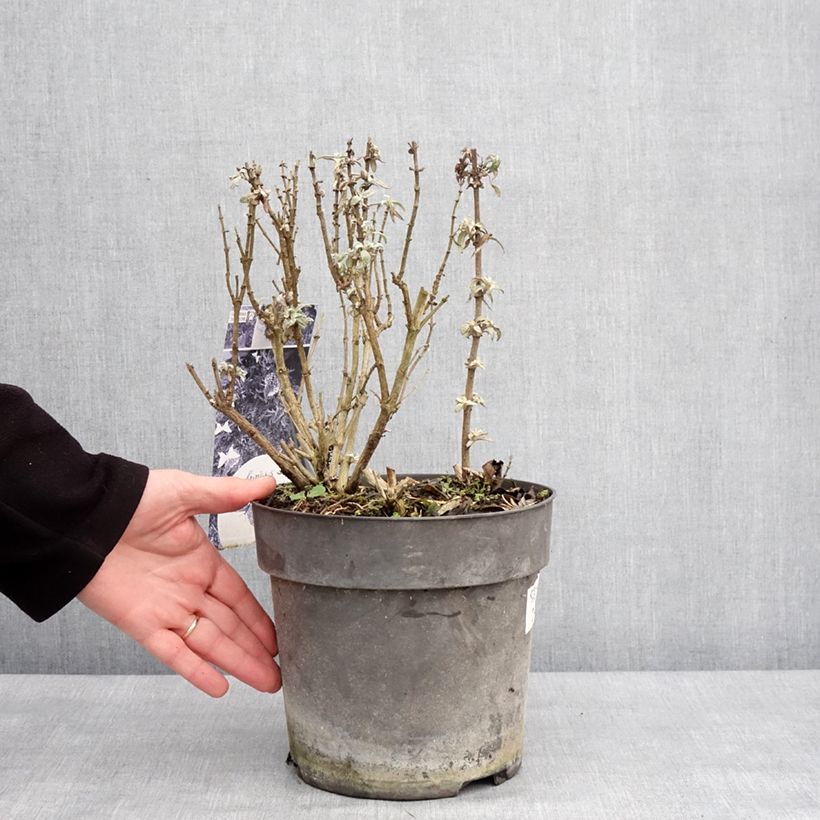 Buddleja davidii Butterfly Candy Little Purple, Little Pink, Little Lila - Butterfly Bush 4L/5L pot sample as delivered in winter