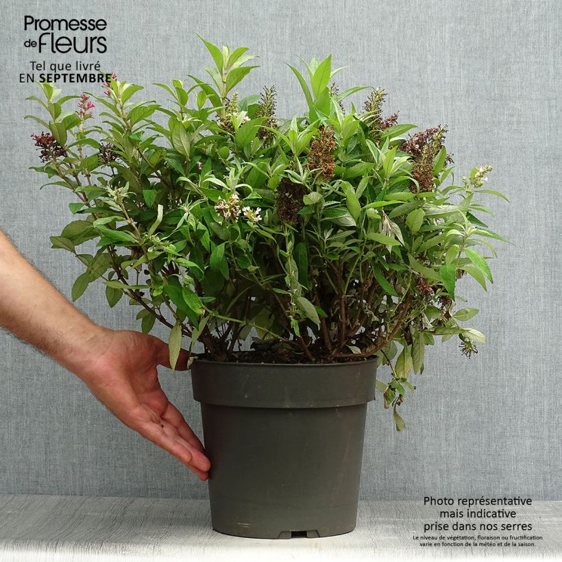 Buddleja davidii Butterfly Candy Little Sweetheart, Little White, Little Ruby - Butterfly Bush 4L/5L pot sample as delivered in autumn