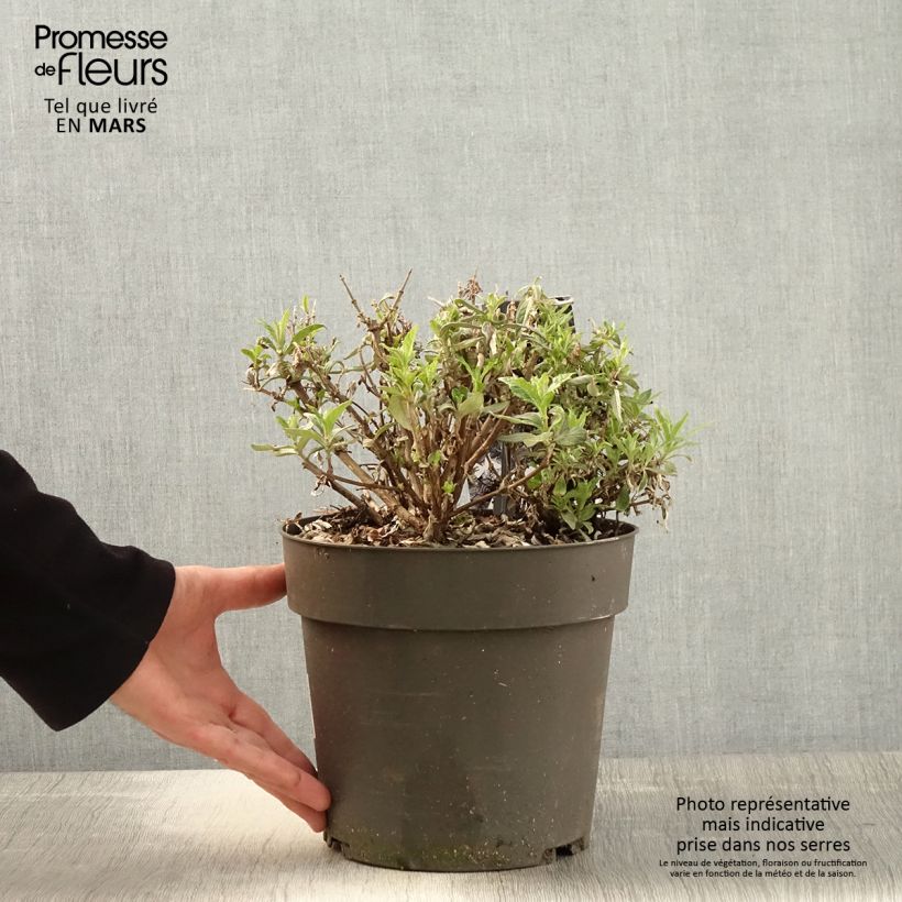 Buddleja davidii Butterfly Candy Little Sweetheart, Little White, Little Ruby - Butterfly Bush 4L/5L pot sample as delivered in spring