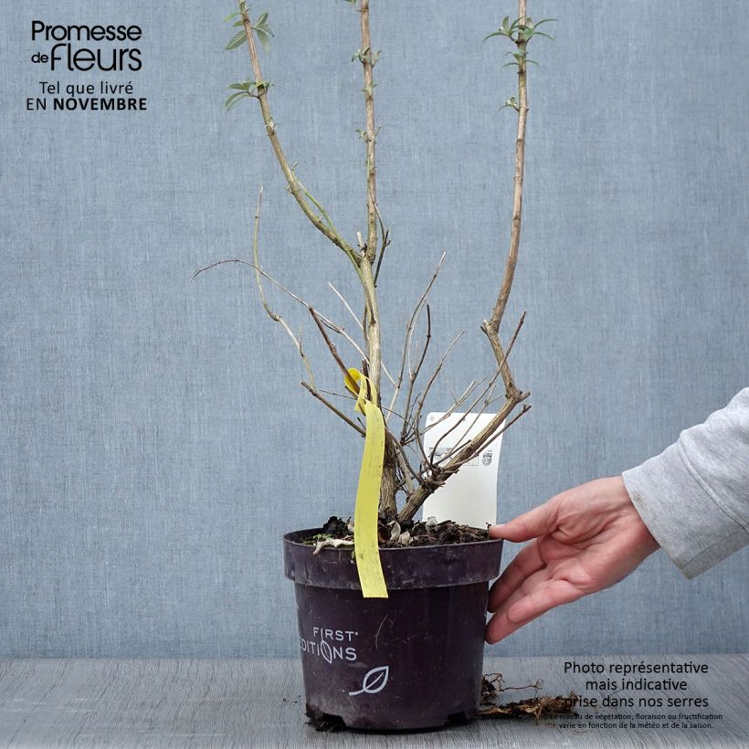 Buddleja davidii Groovy Grape - Butterfly Bush 3L/4L pot sample as delivered in autumn