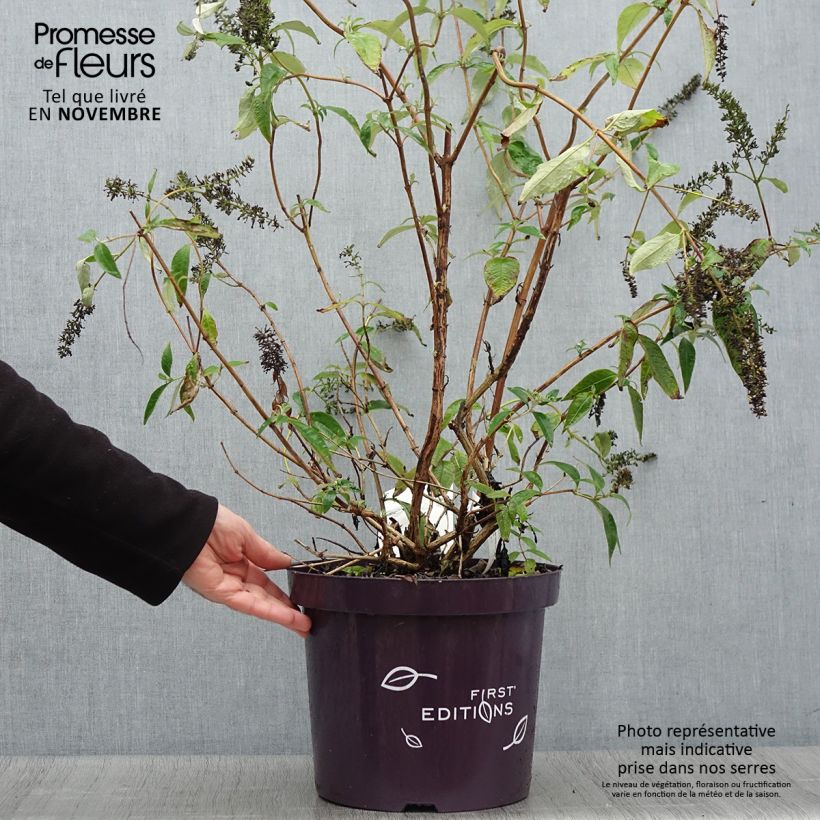 Buddleja davidii Groovy Grape - Butterfly Bush 7.5L/10L pot sample as delivered in autumn