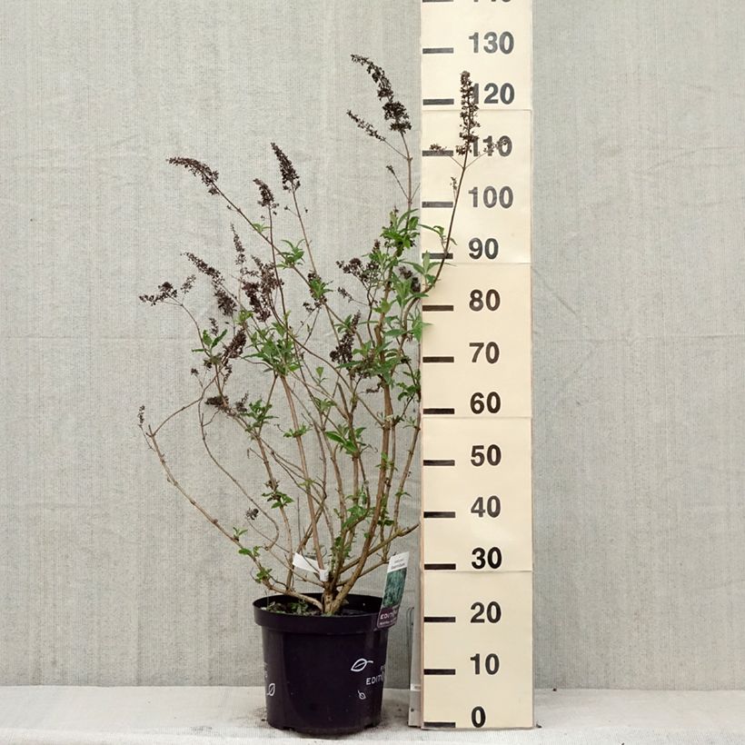 Buddleja davidii Groovy Grape - Butterfly Bush 7.5L/10L pot sample as delivered in spring