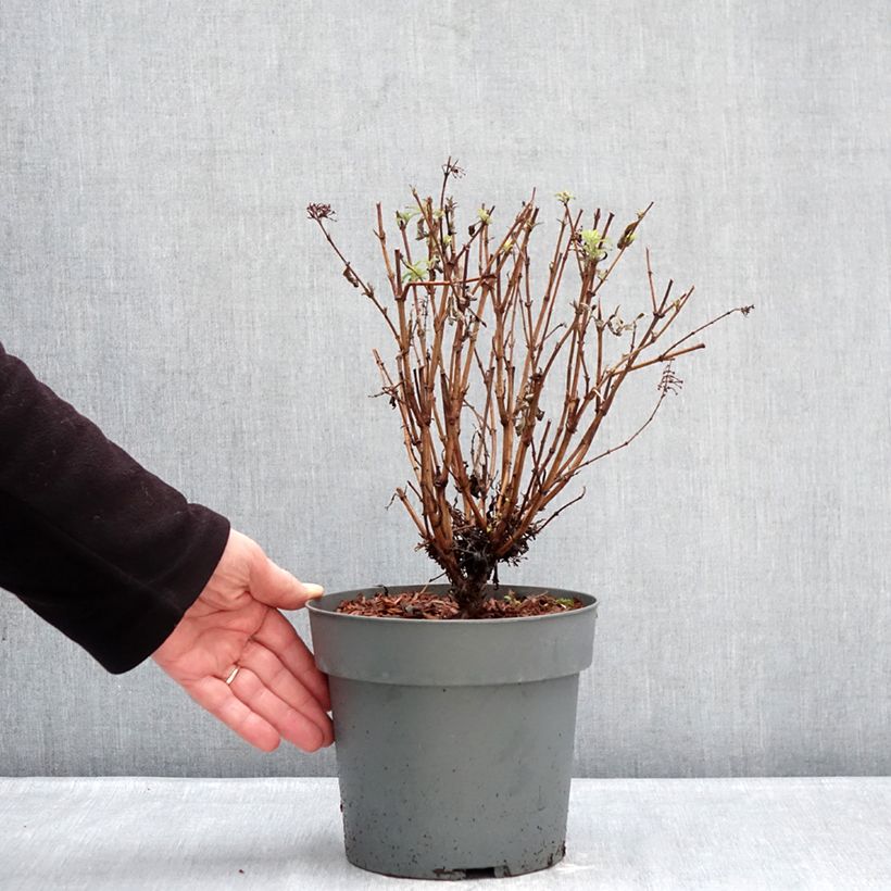 Buddleja davidii  Octopus Magenta - Butterfly bush 3L/4L pot sample as delivered in winter