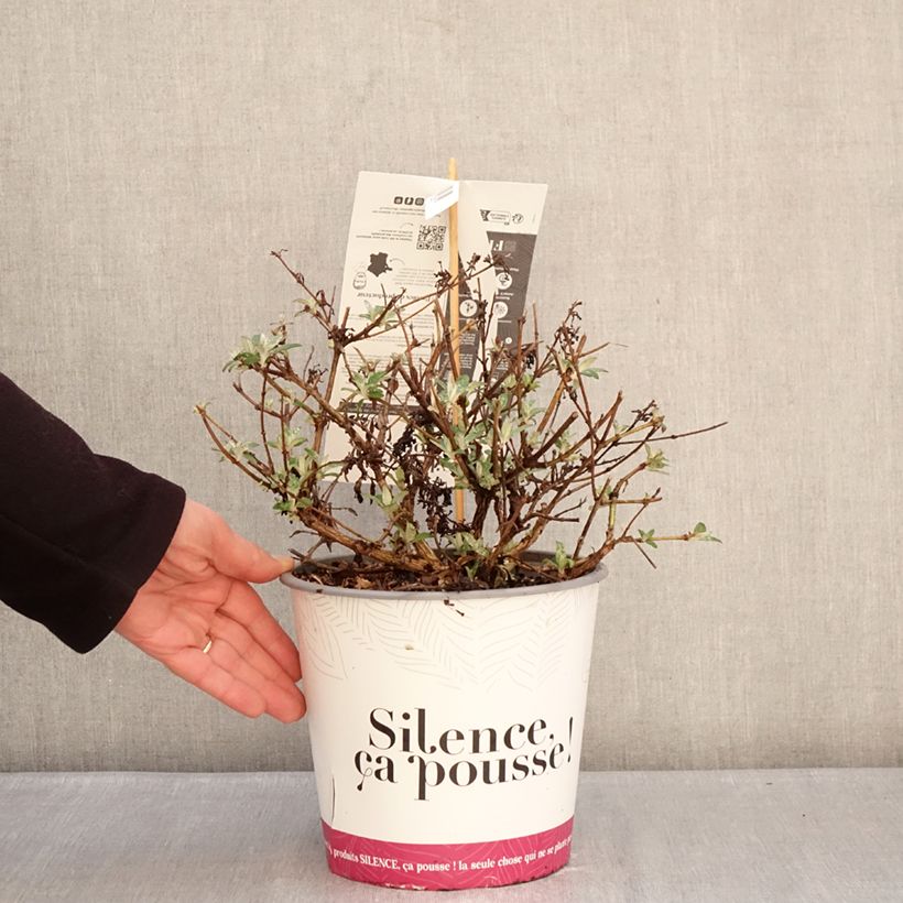 Buddleja Rêve de de Papillon® Lavender - Butterfly bush 4L/5L pot sample as delivered in winter