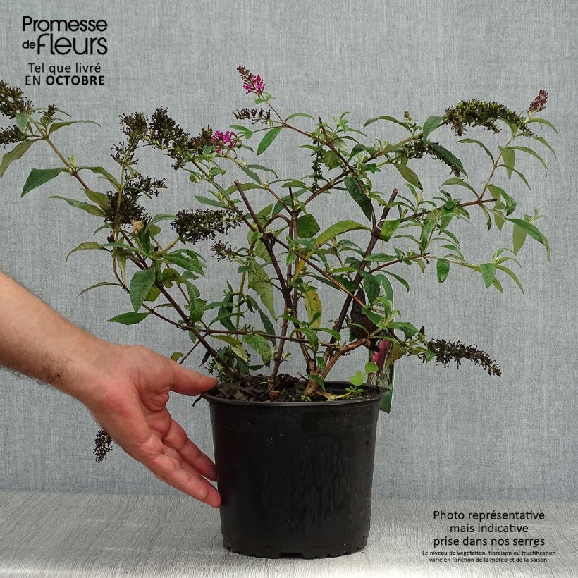 Buddleja davidii Sugar Plum - Butterfly Bush 3L/4L pot sample as delivered in autumn