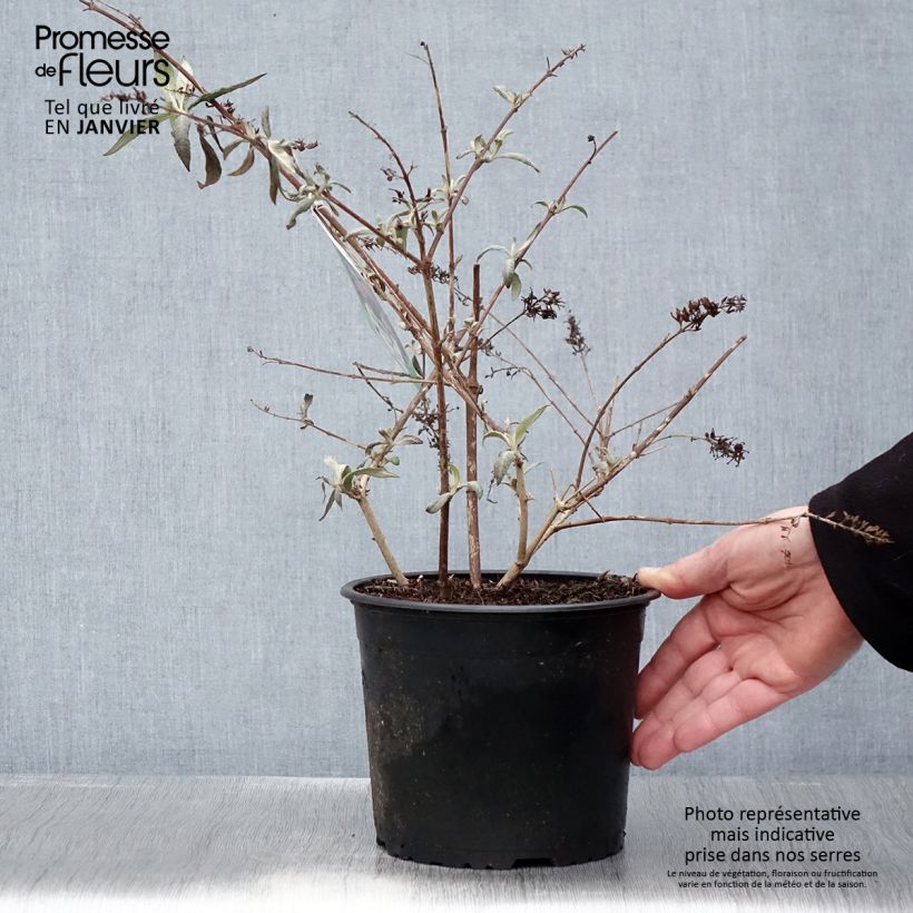 Buddleja davidii Sugar Plum - Butterfly Bush 3L/4L pot sample as delivered in winter