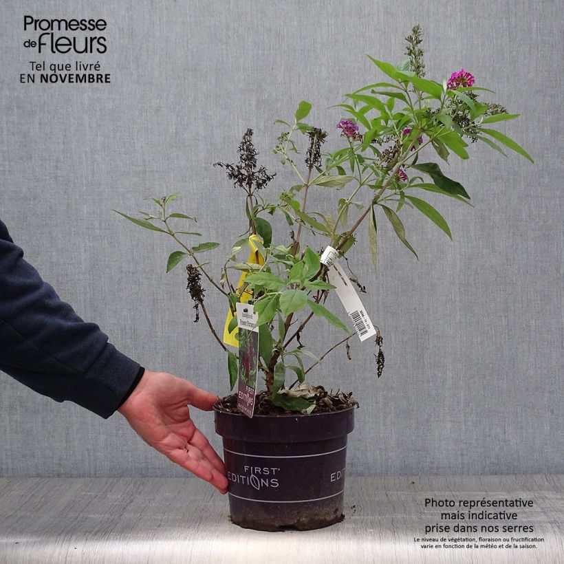Buddleja davidii Funky Fuchsia - Butterfly Bush 2L/3L pot sample as delivered in autumn