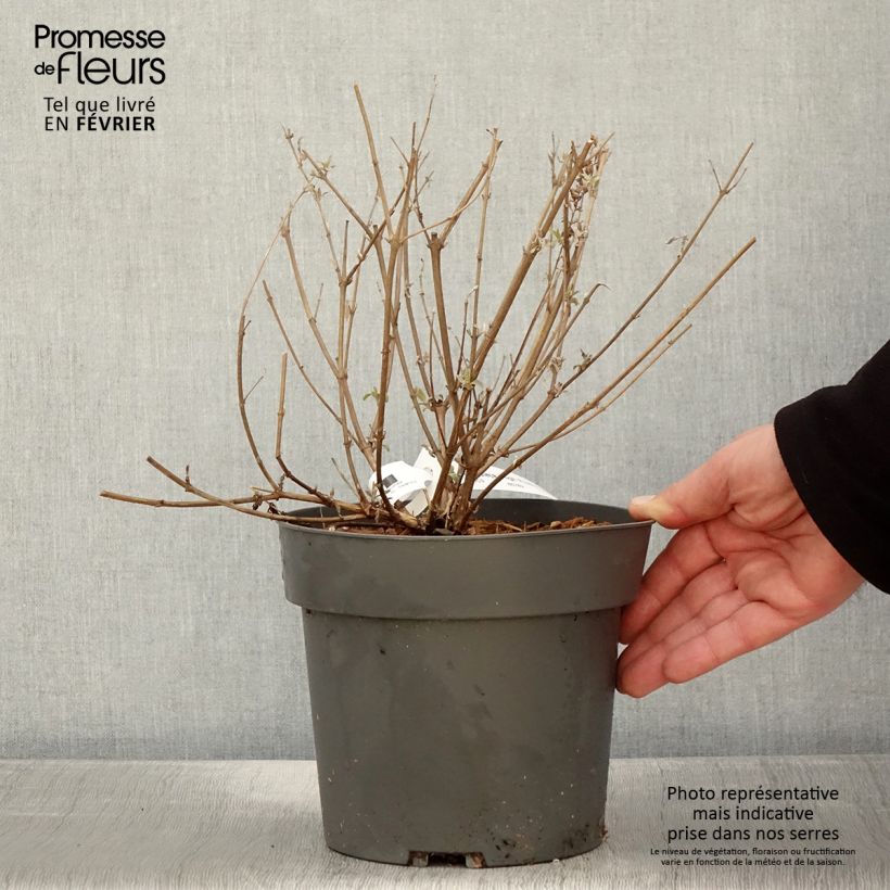 Buddleja davidii High Five Purplev 2L/3L pot sample as delivered in winter