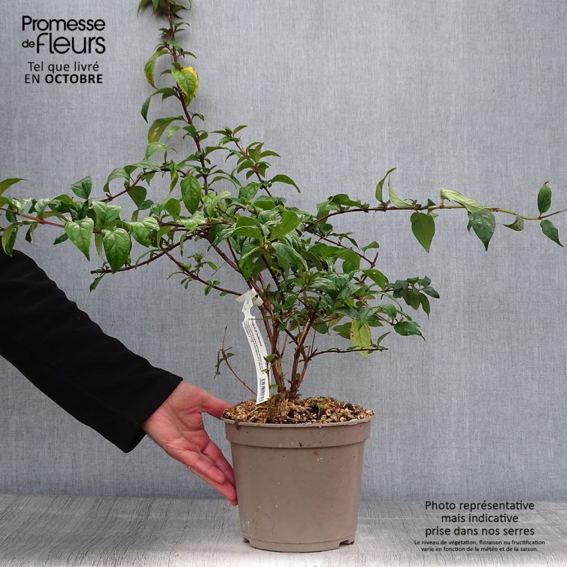 Buddleja lindleyana - Butterfly Bush 4L/5L pot sample as delivered in autumn