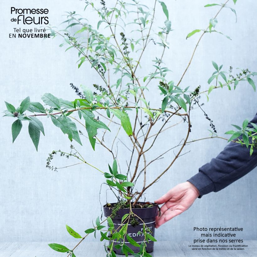 Buddleja davidii Psychedelic Sky - Butterfly Bush 2L/3L pot sample as delivered in autumn