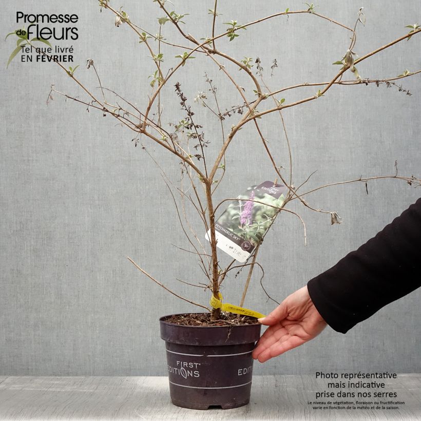 Buddleja davidii Psychedelic Sky - Butterfly Bush 2L/3L pot sample as delivered in winter