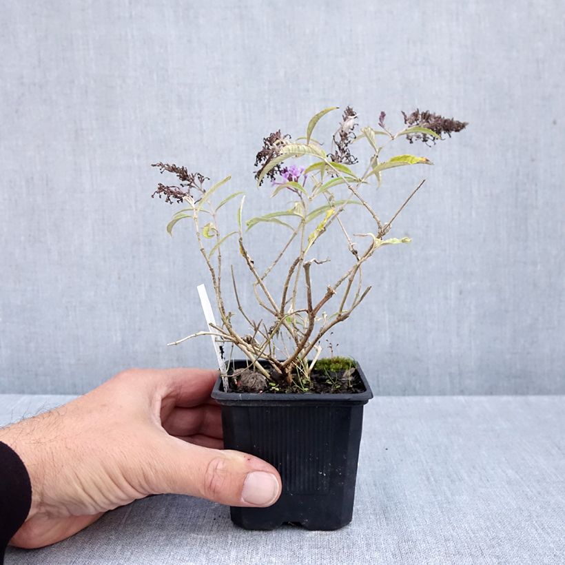 Buddleja davidii Wisteria Lane - Butterfly Bush 8/9 cm pot sample as delivered in autumn