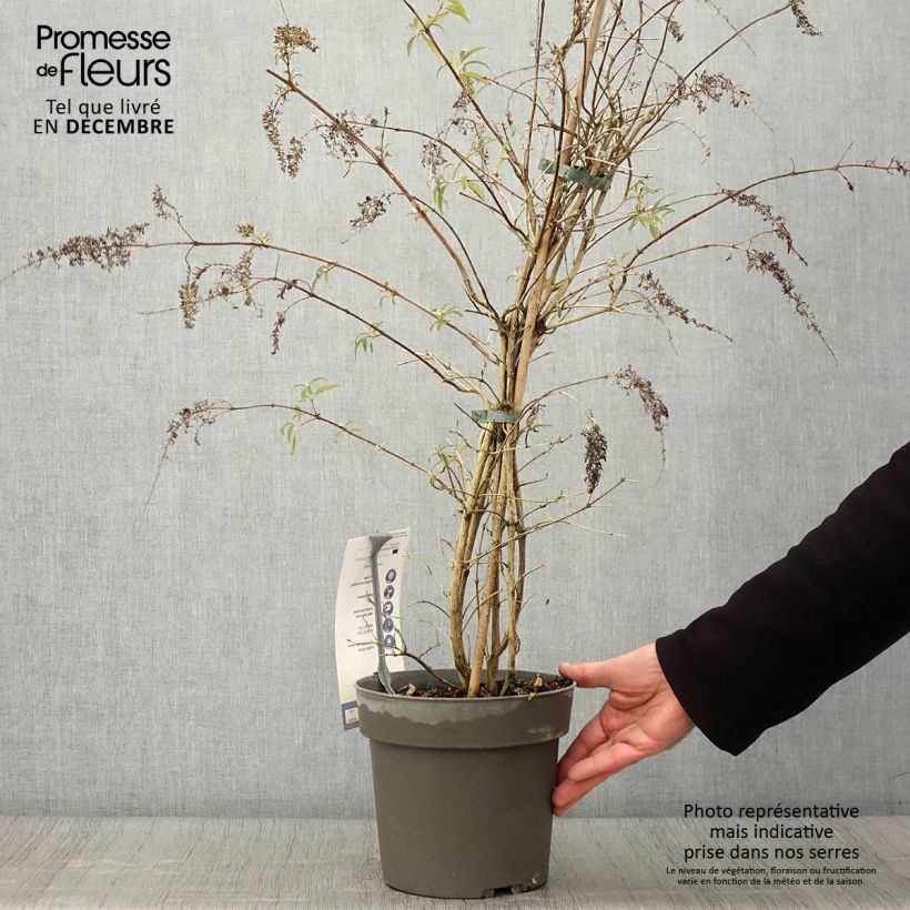 Buddleja davidii Wisteria Lane - Butterfly Bush 3L/4L pot sample as delivered in autumn