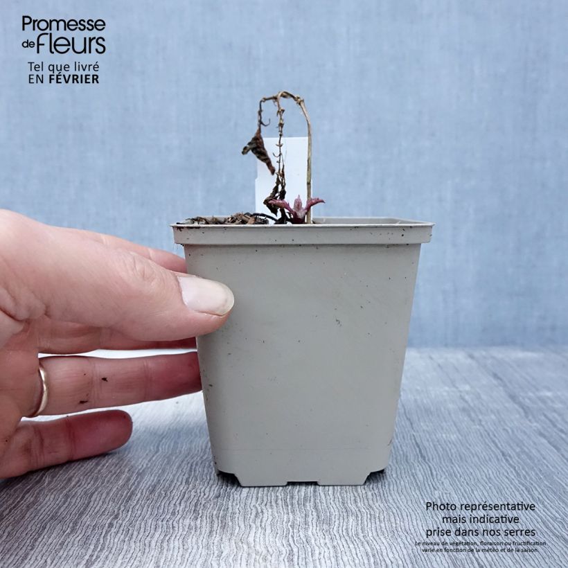 Ajuga incisa Frosted Jade 8/9 cm pot sample as delivered in winter