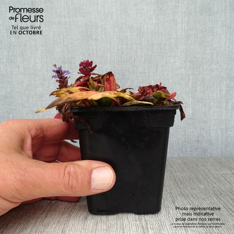 Ajuga reptans Atropurpurea 7/8 cm pot sample as delivered in autumn