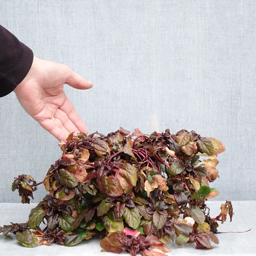Ajuga reptans Atropurpurea 2L/3L pot sample as delivered in autumn