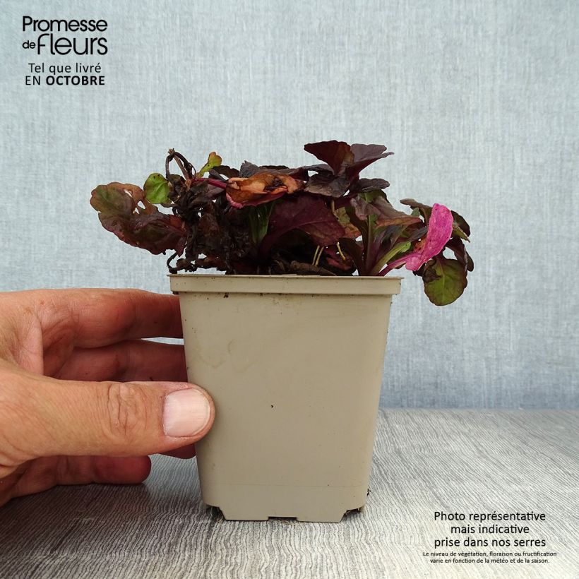 Ajuga reptans Black Scallop 8/9 cm pot sample as delivered in autumn