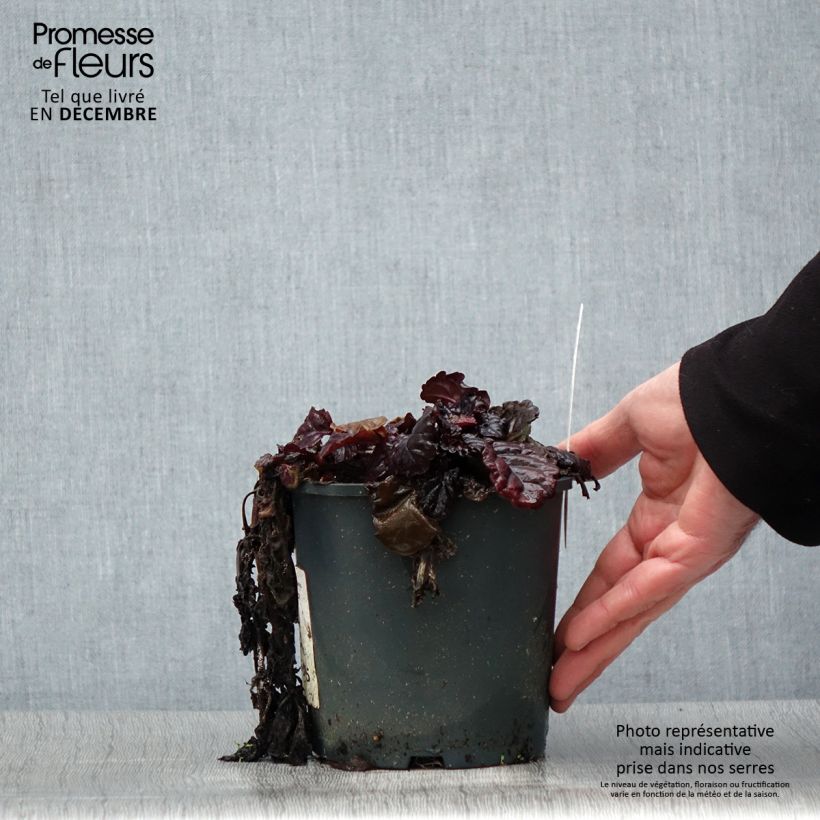 Ajuga reptans Black Scallop 2L/3L pot sample as delivered in winter