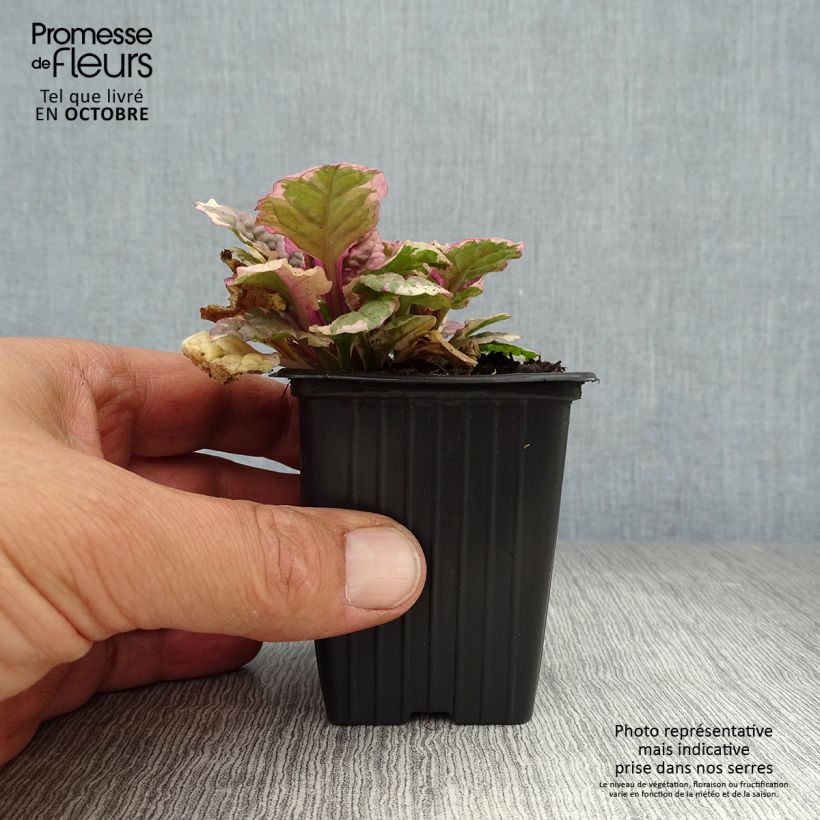 Ajuga reptans Burgundy Glow 7/8 cm pot sample as delivered in autumn