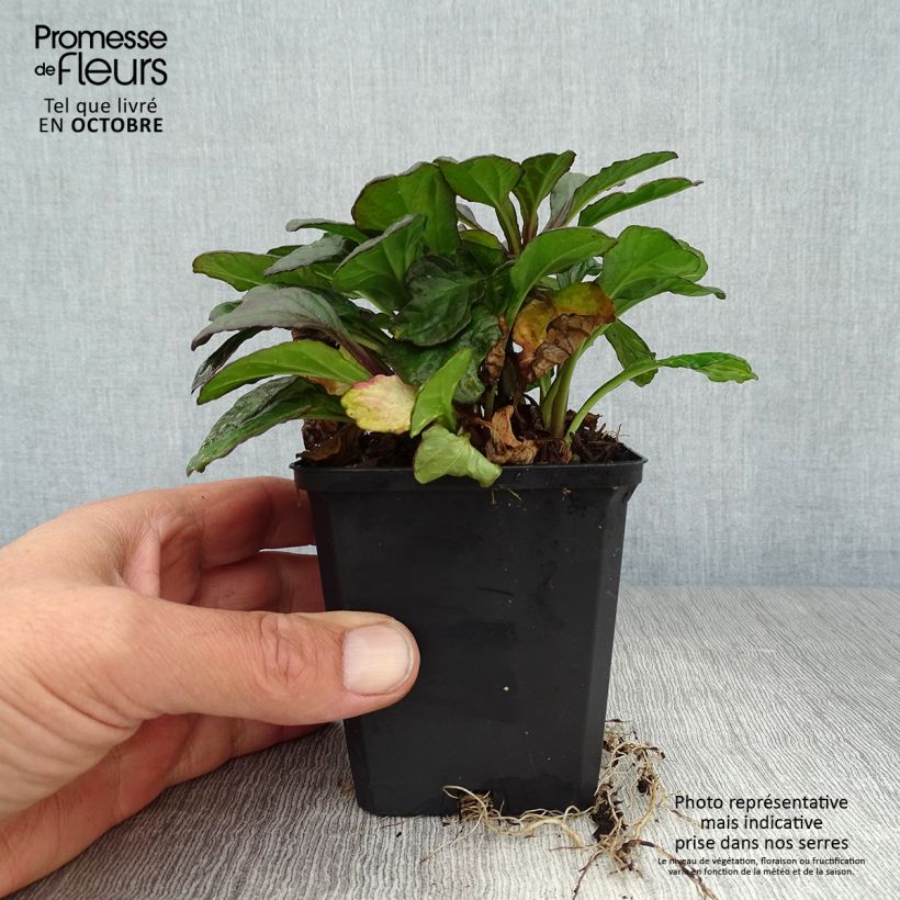Ajuga reptans Catlins Giant 8/9 cm pot sample as delivered in autumn