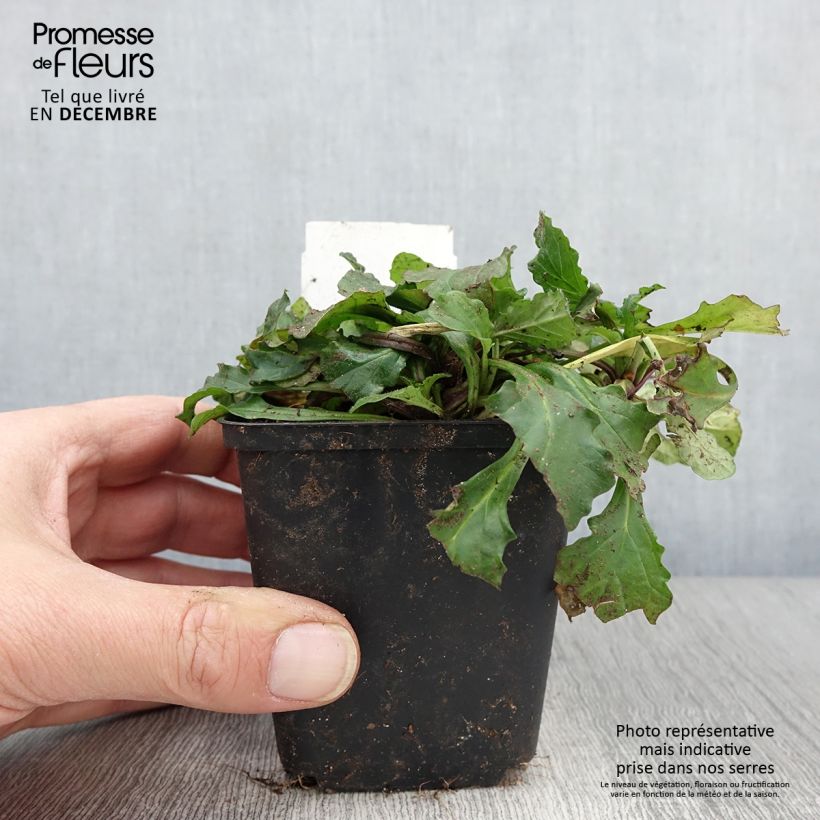 Ajuga reptans 8/9 cm pot sample as delivered in autumn