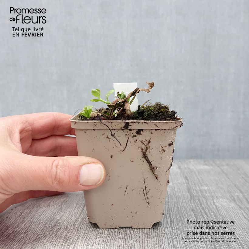 Ajuga reptans Golden Glow 8/9 cm pot sample as delivered in winter