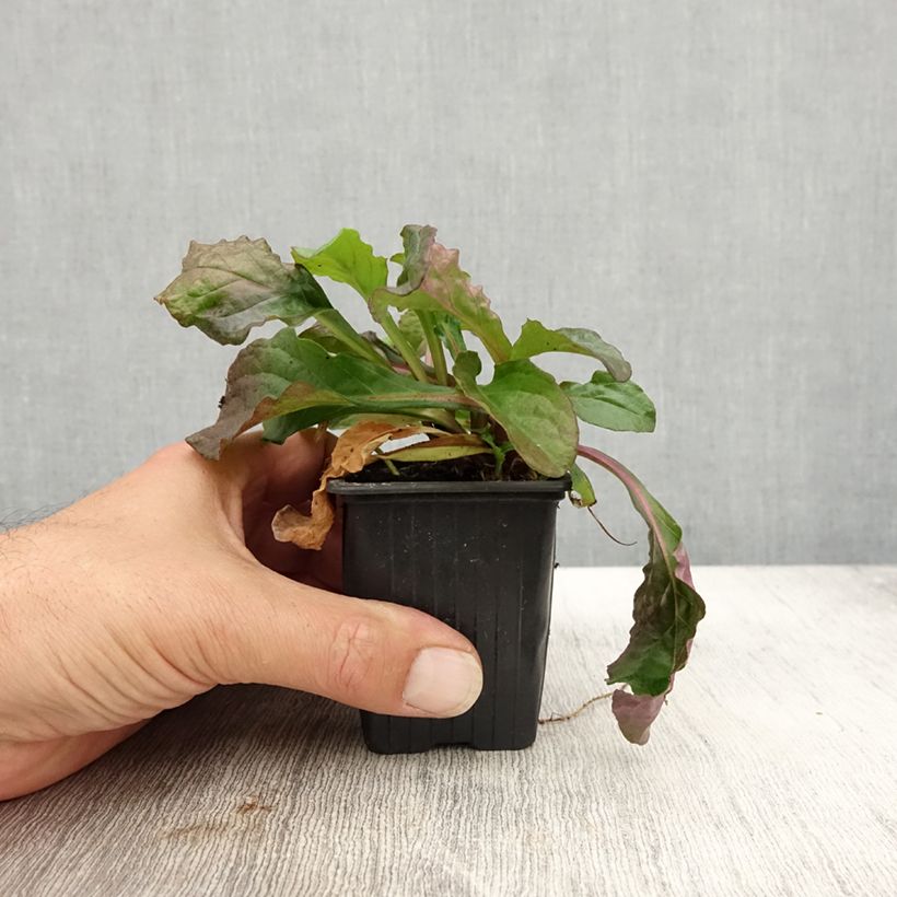 Ajuga reptans Purple Torch 7/8 cm pot sample as delivered in autumn