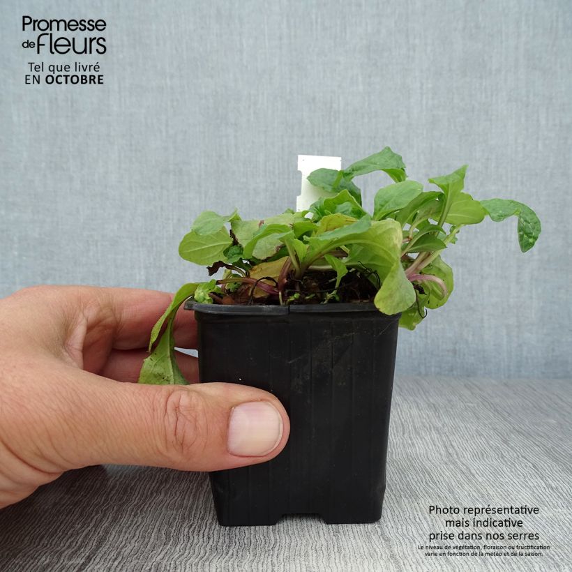 Ajuga reptans Rosea 8/9 cm pot sample as delivered in autumn