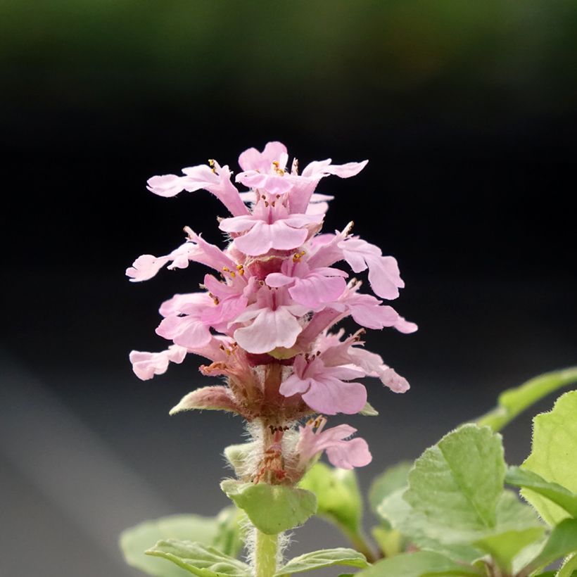 Ajuga reptans Rosea (Flowering)