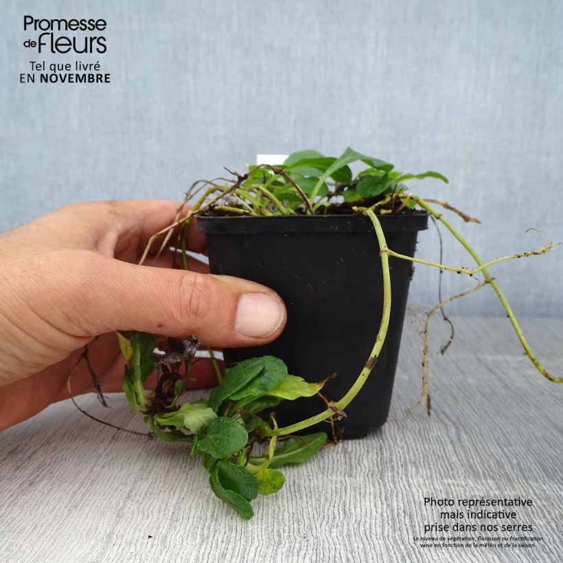 Ajuga reptans Sanne 8/9 cm pot sample as delivered in autumn