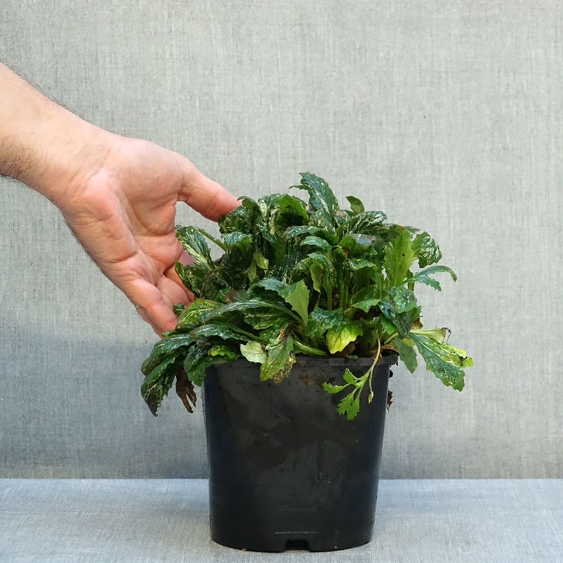Ajuga reptans Sparkler 2L/3L pot sample as delivered in autumn