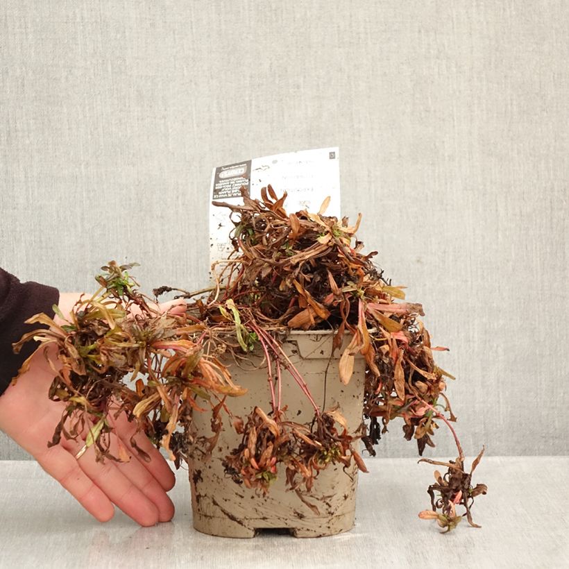 Ajuga x tenorii Chocolate Chip 2L/3L pot sample as delivered in autumn