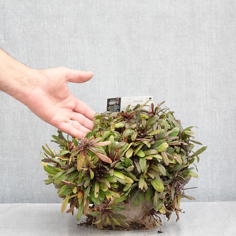Ajuga x tenorii Chocolate Chip 2L/3L pot sample as delivered in summer