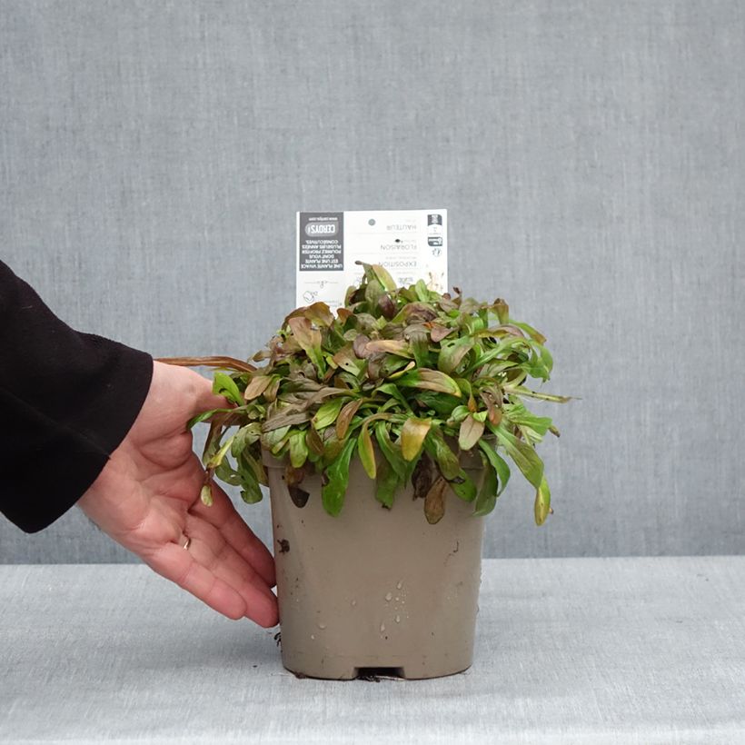 Ajuga x tenorii Cordial Canary 2L/3L pot sample as delivered in winter