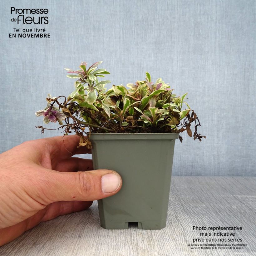 Ajuga x tenorii Princess Nadia 8/9 cm pot sample as delivered in autumn