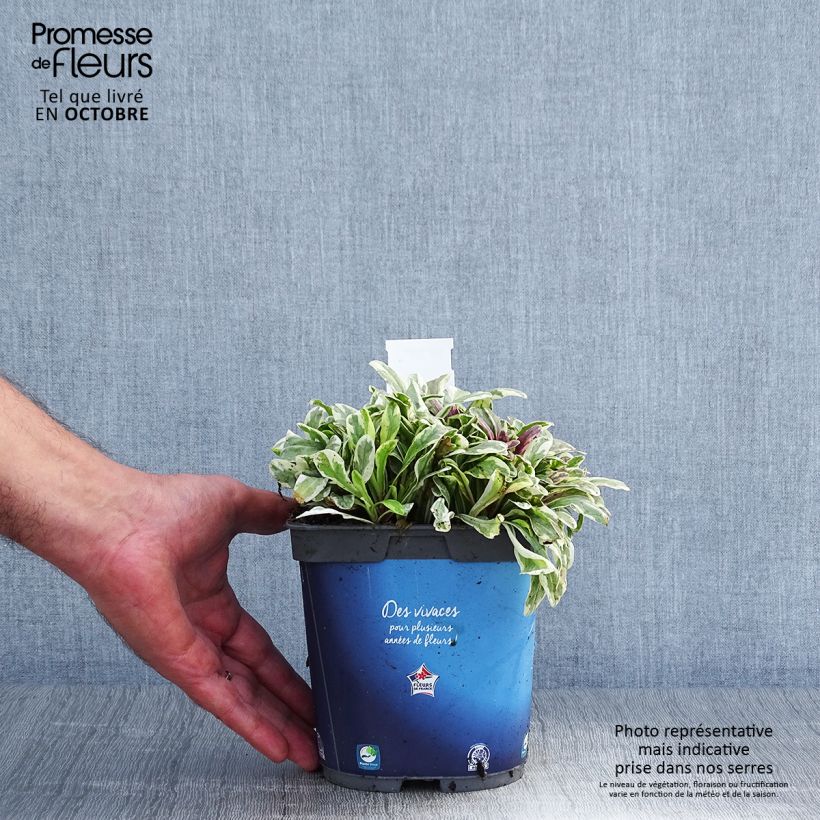 Ajuga x tenorii Princess Nadia 1.5L/2L pot sample as delivered in autumn