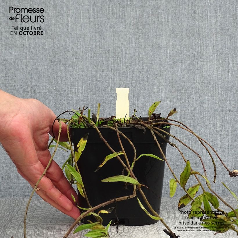Buglossoides purpurocaerulea 2L/3L pot sample as delivered in autumn