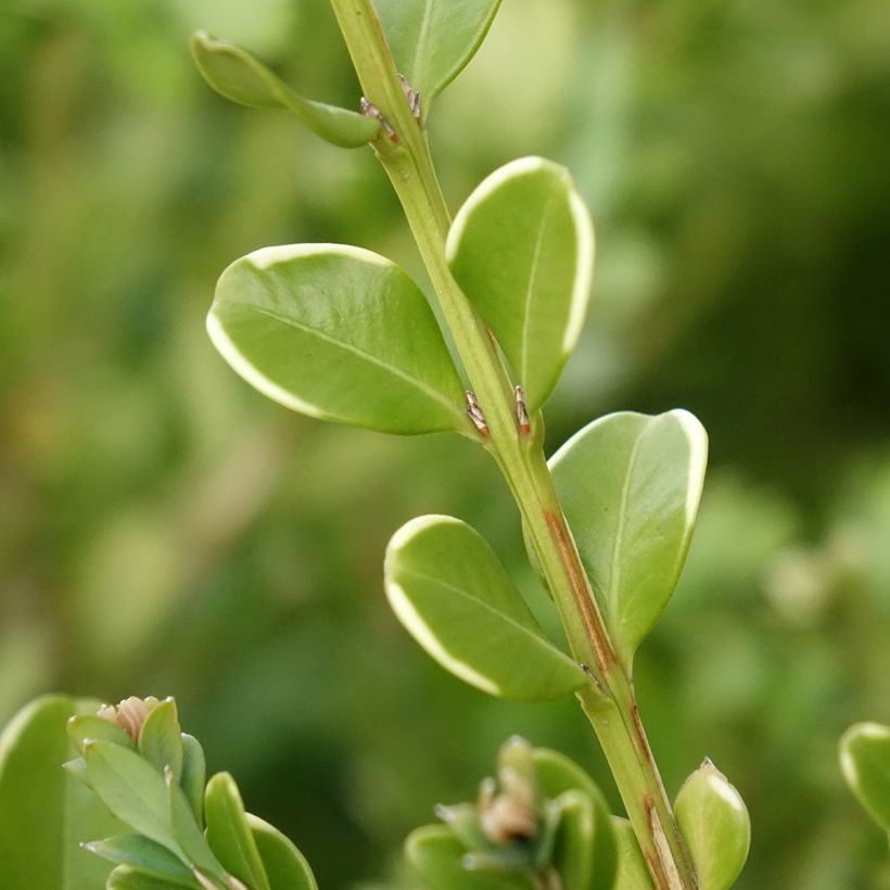 Buxus Babylon Beauty - Boxwood (Foliage)