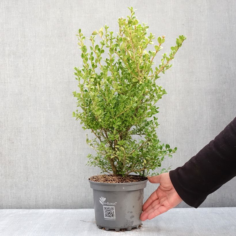 Buxus  'Her2010B04' BABYLON BEAUTY - Buis hybride BetterBuxus Babylon Beauty 3L/4L pot sample as delivered in winter