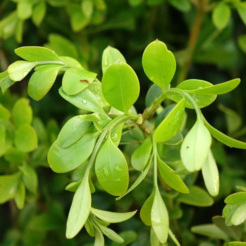 Buxus Heritage - Boxwood (Foliage)