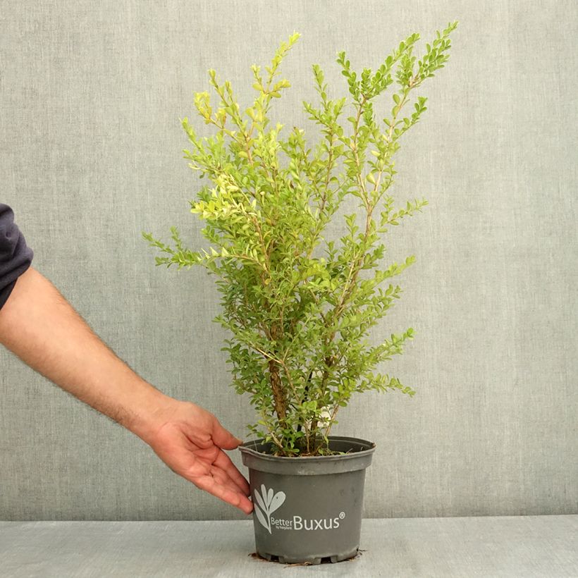 Buxus Renaissance - Boxwood 3L/4L pot sample as delivered in summer