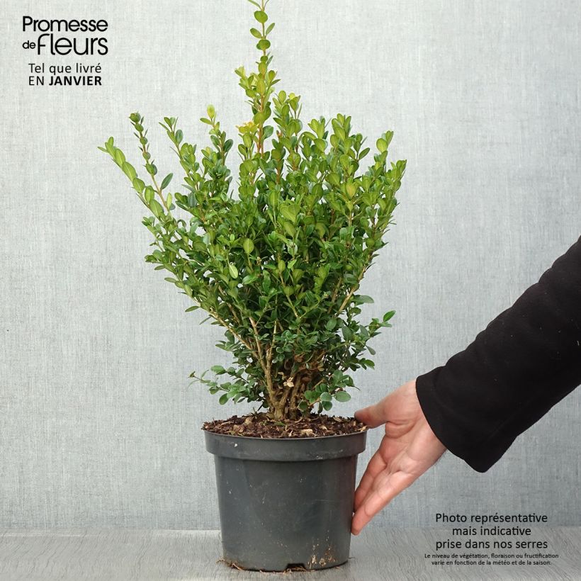 Buxus microphylla Faulkner - Boxwood 2L/3L pot sample as delivered in winter