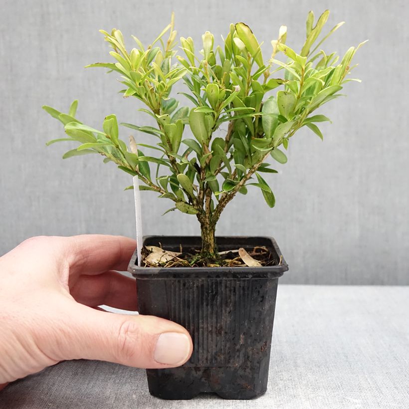 Buxus sinica var. insularis Mipo - Korean boxwood 8/9 cm pot sample as delivered in winter