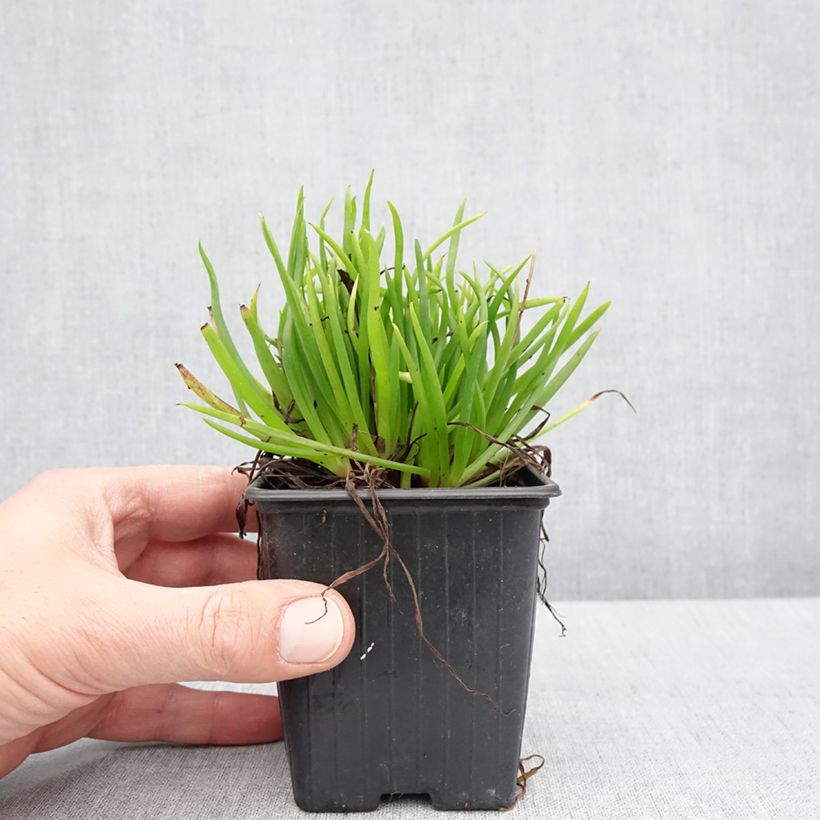 Bulbine frutescens Avera Sunset Orange - Cape Balsam 8/9 cm pot sample as delivered in spring