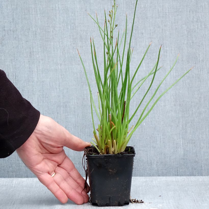 Bulbine frutescens Hallmarck 8/9 cm pot sample as delivered in autumn