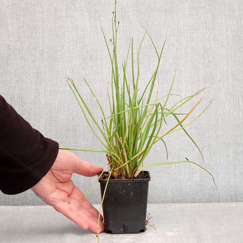 Bulbine frutescens Hallmarck 8/9 cm pot sample as delivered in winter