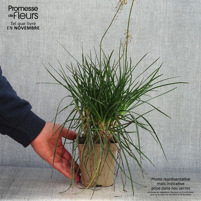 Bulbine frutescens Hallmarck 1L/1.5L pot sample as delivered in autumn