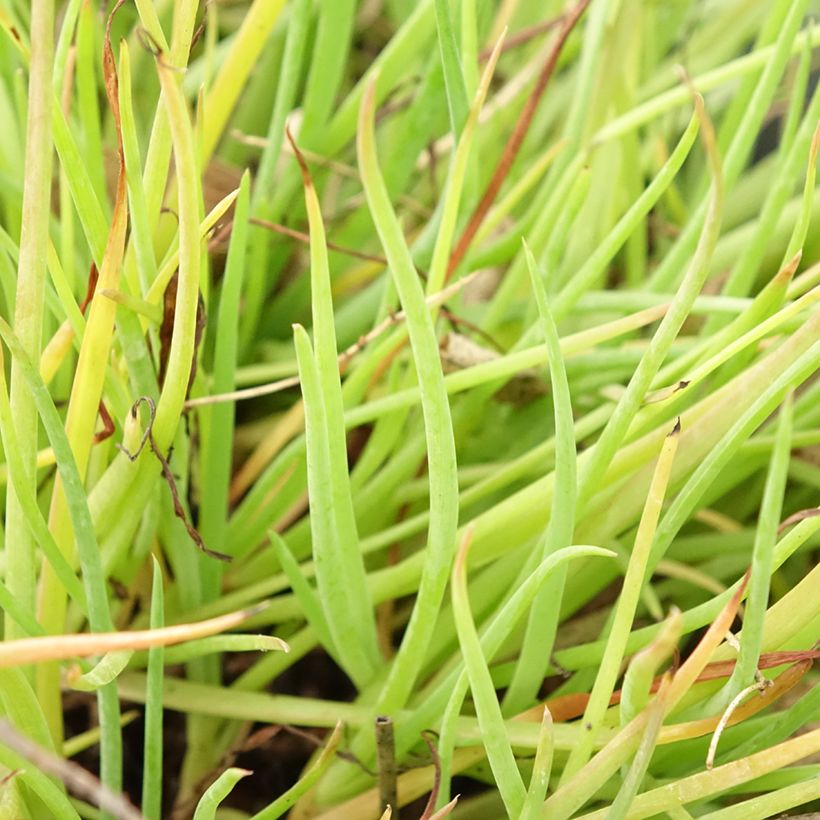 Bulbine frutescens Medicus (Foliage)